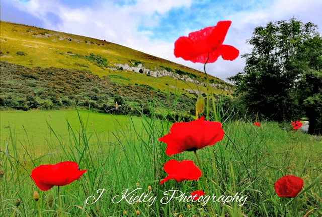 Poppies at the Caves of Keash, County Sligo. 