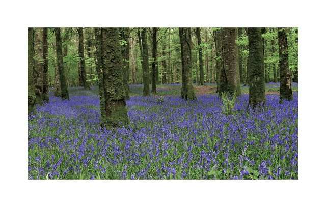 Bluebell Wood, Knockvicar, Boyle, County Roscommon. 5&quot; x 7 &quot; Blank Greeting card with envelope. includes postage to all of Ireland.

